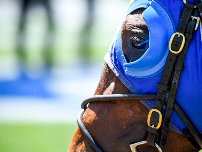 Alleboom in the mounting before the Schweppervescence Plate on Melbourne Cup Day at Flemington Racecourse on November 03, 2020 in Flemington, Australia. (Reg Ryan/Racing Photos)